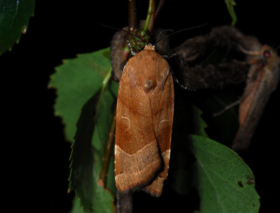 3002 Noctua fimbriata 370.jpg