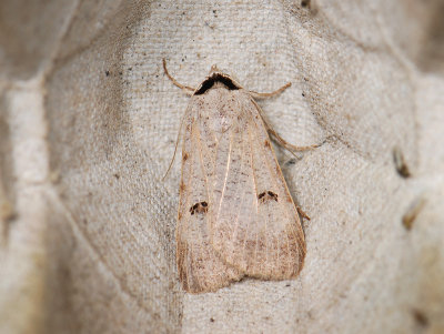 2614   Lygephila craccae  377.jpg
