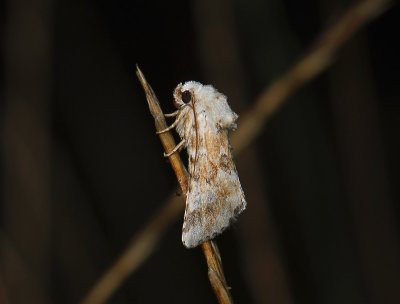 2863 Eremobia ochroleuca 379.jpg