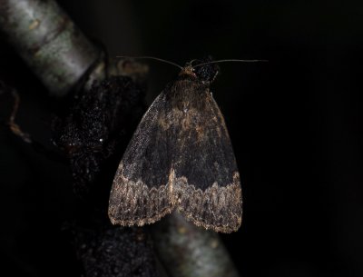2709   Amphipyra perflua  081.jpg