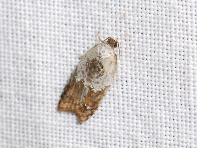 1252 Acleris variegana 117.jpg
