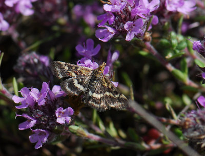 1899 Pyrausta ostrinalis 153.jpg