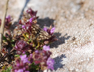 1899   Pyrausta ostrinalis  171.jpg