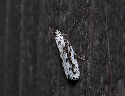 0533   Ethmia pusiella  045.jpg