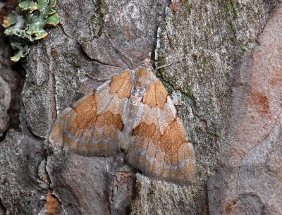 2381   Pennithera firmata  144.jpg