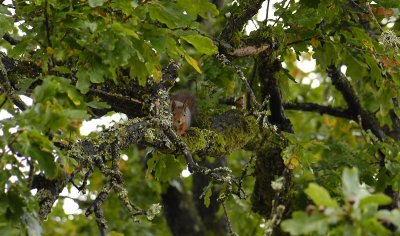 Sciurus vulgaris 7212.jpg