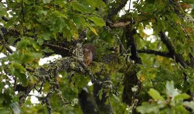 Sciurus vulgaris  7212.jpg