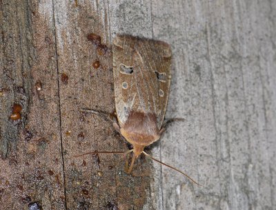 2763 Conistra erythrocephala 7304.jpg