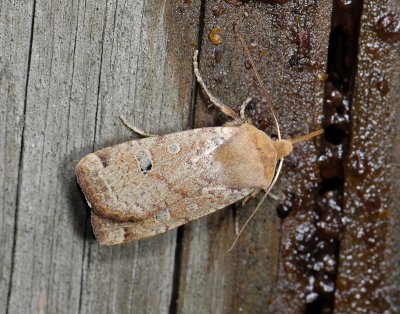 2763 Conistra erythrocephala 7315.jpg