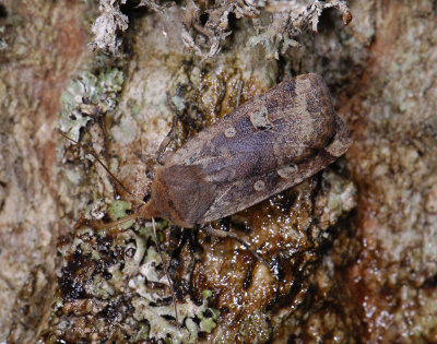 2763 Conistra erythrocephala 7328.jpg