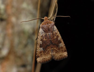 2763 Conistra erythrocephala 7365.jpg