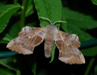 1964 Laothoe populi 294.jpg