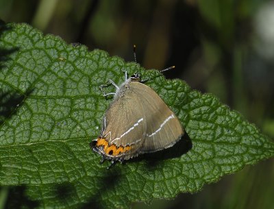 2050 Satyrium w-album 4933.jpg