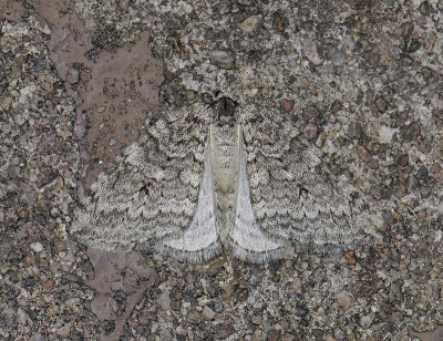 2414 Epirrita dilutata 7032.jpg