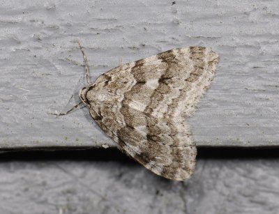 2416 Epirrita autumnata 7022.jpg