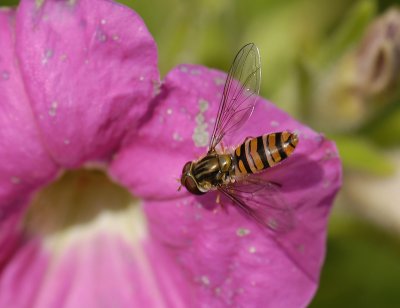 fly  9764.jpg