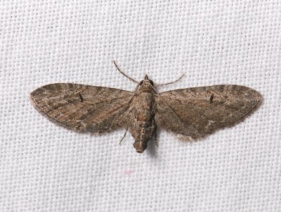 2476   Eupithecia innotata  049.jpg