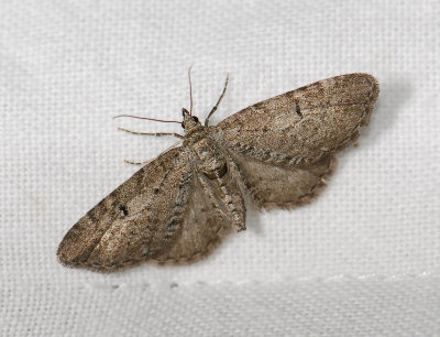 2454   Eupithecia intricata  020.jpg