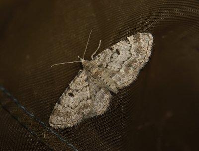 2439   Eupithecia abietaria  1219.jpg