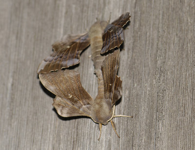 1964 Laothoe populi 1322.jpg