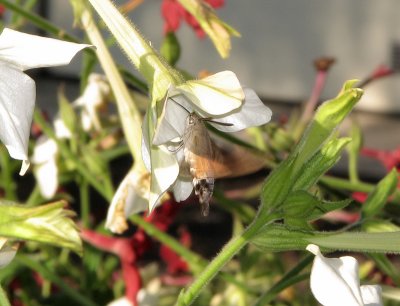 1973 Macroglossum stellatarum 8577.jpg