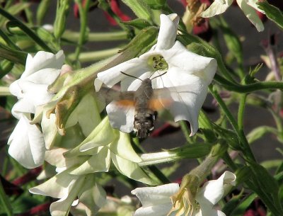 1973 Macroglossum stellatarum 8579.jpg