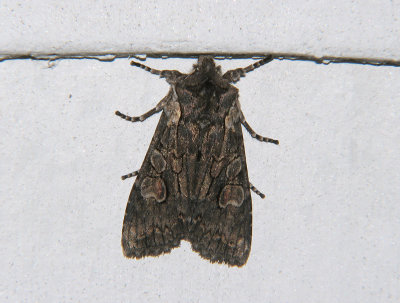 2771 Lithophane consocia 8746.jpg