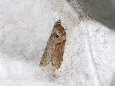 1256 Acleris hastiana 036.jpg