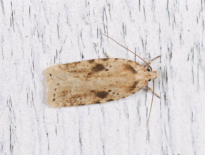 0575   Agonopterix arenella  1005.jpg