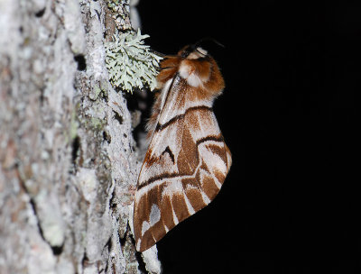 1952   Endromis versicolora  071.jpg