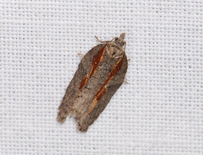 1256 Acleris hastiana 089.jpg