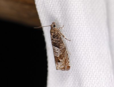 1454   Epinotia tetraquetrana  021.jpg