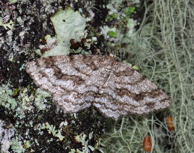 2243   Ectropis crepuscularia  033.jpg