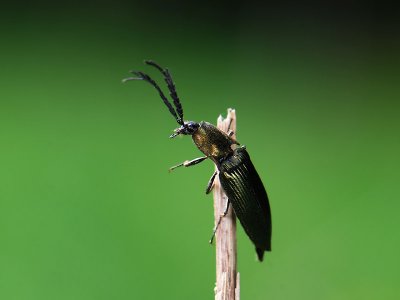 Ctenicera pectinicornis  073.jpg