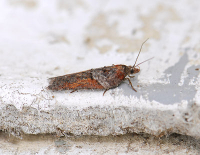 1256 Acleris hastiana 005.jpg