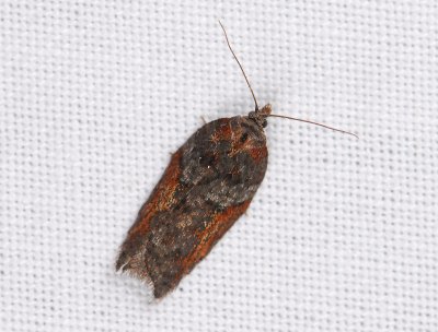 1256 Acleris hastiana 008.jpg