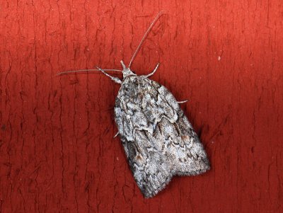3087 Nycteola degenerana 031.jpg
