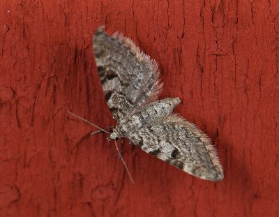 2485   Eupithecia conterminata  052.jpg