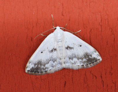 2253   Lomographa temerata  058.jpg