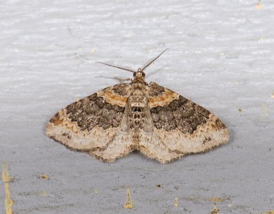 2337   Xanthorhoe ferrugata  065.jpg