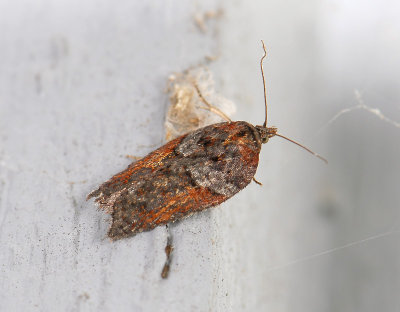 1256 Acleris hastiana 067.jpg