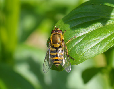 fly  028.jpg