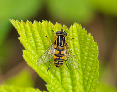 fly  062.jpg