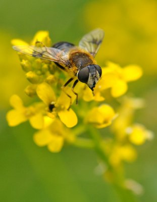 fly  068.jpg
