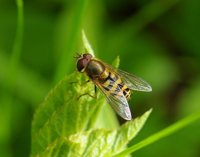 fly  073.jpg