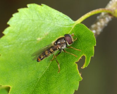 fly  008.jpg