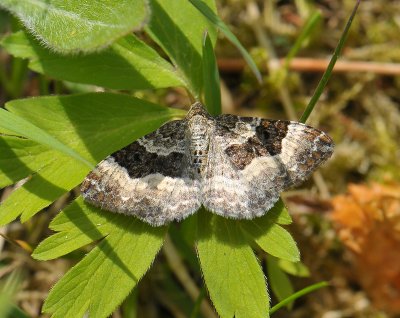 2347 Epirrhoe alternata 015.jpg