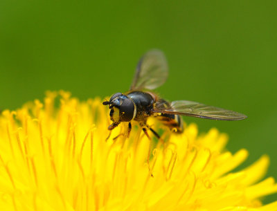 fly  061.jpg