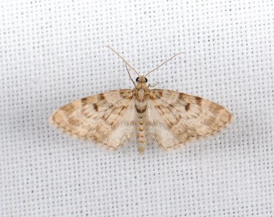 2484   Eupithecia tantillaria  023.jpg
