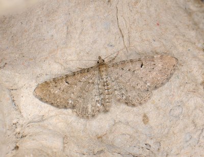 2600   Eupithecia  027.jpg